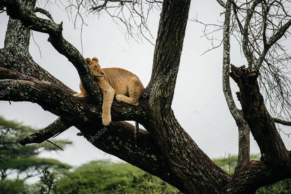 Female lion lying on tree branch
