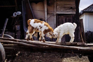 İki küçük keçi headbutting