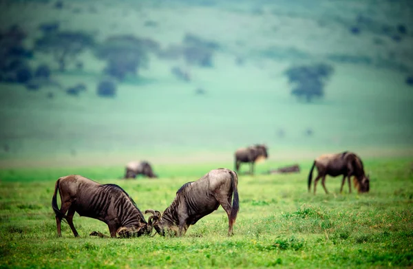 Два антилопи борються на зеленому полі — стокове фото