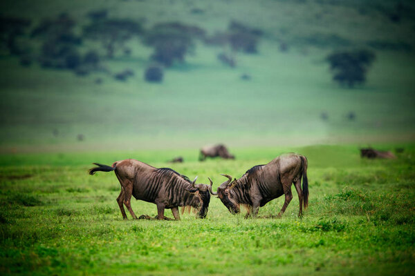 Two wildebeests fighting on green field