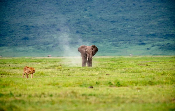 Lion femelle et éléphant — Photo