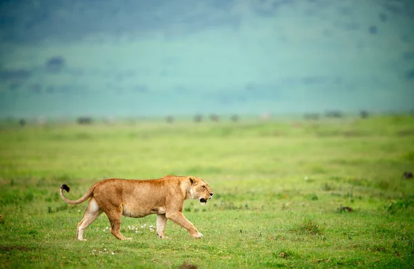 Yeşil savannah sahada dişi aslan — Stok fotoğraf