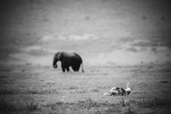 Lion mâle et éléphant sur le terrain — Photo