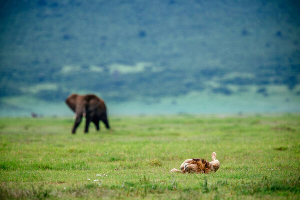 Male lion and elephant on field