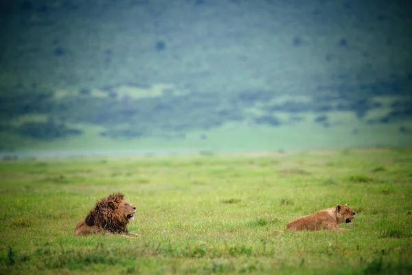 Чоловічі та жіночі леви на полі — стокове фото
