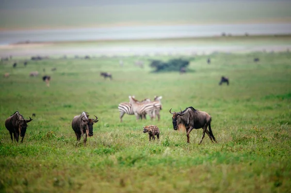 Gnus und Zebras auf der grünen Wiese — Stockfoto