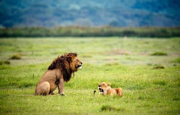Löwenmännchen und -weibchen auf dem Feld — Stockfoto