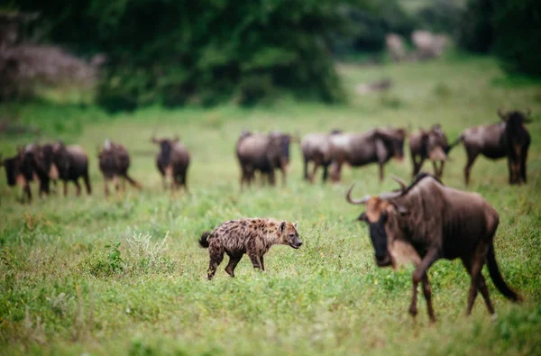 Gnus e hiena no campo verde — Fotografia de Stock