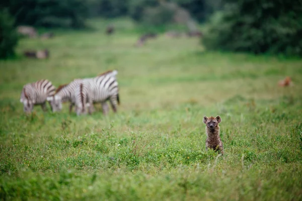 Hyena e zebras no campo de savana verde — Fotografia de Stock