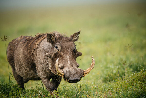 Warthog on green savannah field