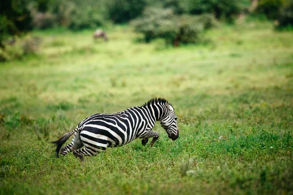 Zebra galopando no campo de savana verde — Fotografia de Stock