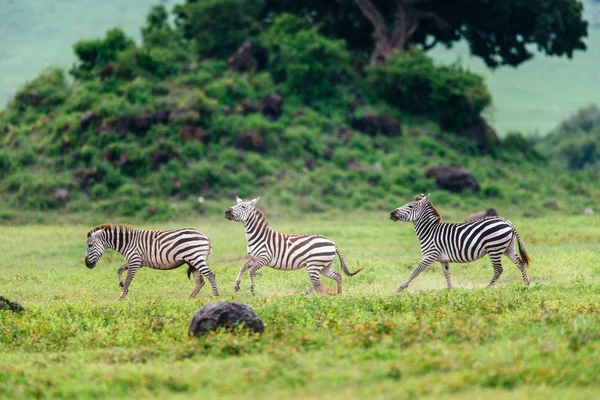 Zebras galopando no campo de savana verde — Fotografia de Stock