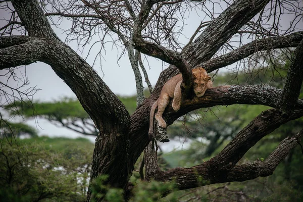 León hembra acostado en rama de árbol — Foto de Stock