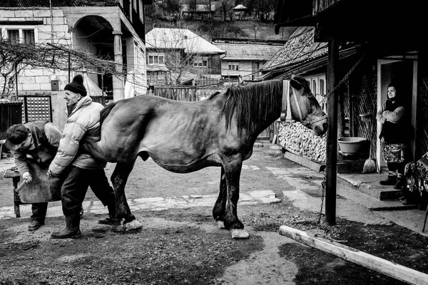 Dwóch mężczyzn podkucia konia na ulicy — Zdjęcie stockowe