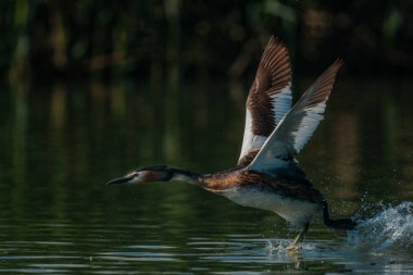 Su yüzey üzerinde uçan kuş