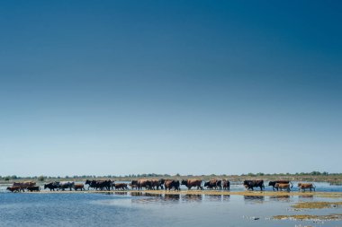 Su yerde inek sürüsü