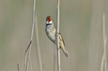 Çalılar dalda çığlık kuş