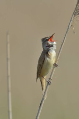 Çalılar dalda çığlık kuş