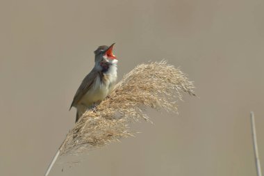 Çalılar dalda çığlık kuş