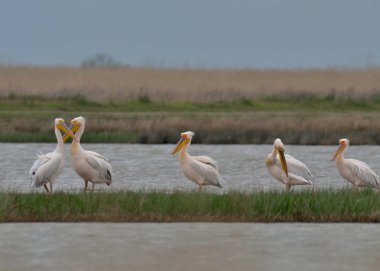 Suda ayakta Pelikan demet