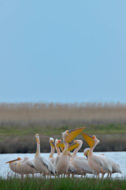 Suda ayakta Pelikan demet