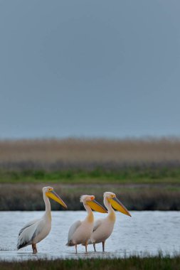 Suda ayakta Pelikan demet