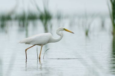 Suda yürüme balıkçıl