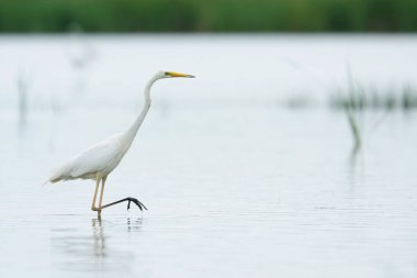 Suda yürüme balıkçıl
