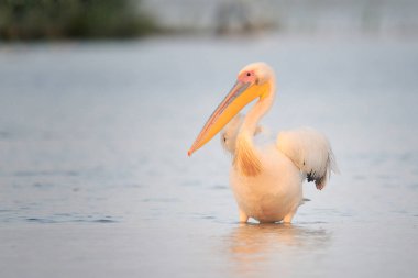 Suda yürüme Pelikan