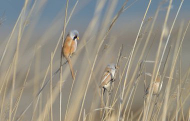 Tallgrass sap üzerinde küçük kuşlar