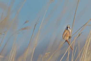 Tallgrass sap üzerinde küçük kuş