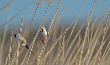 Tallgrass sap üzerinde küçük kuşlar