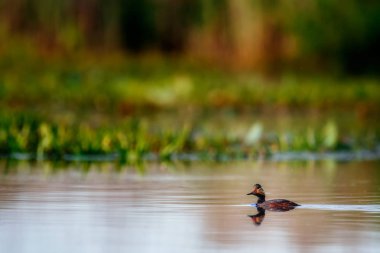 Su yüzeyinde yüzen kuş