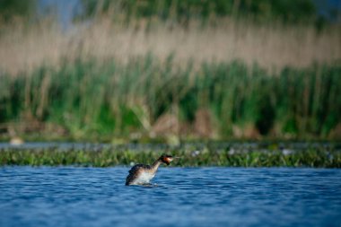 Su yüzeyinde yüzen kuş