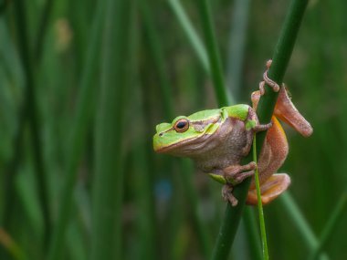 Çimen sapı üzerinde tutarak kurbağa