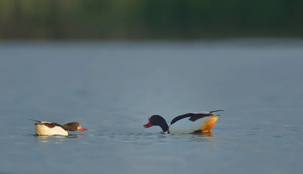 Dois patos-reais na superfície da água — Fotografia de Stock