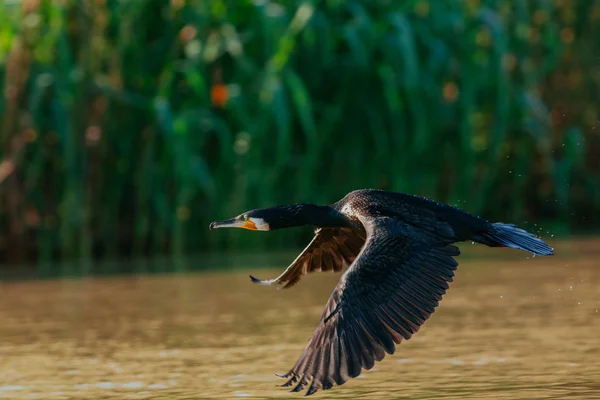 Pássaro voando sobre a superfície da água — Fotografia de Stock