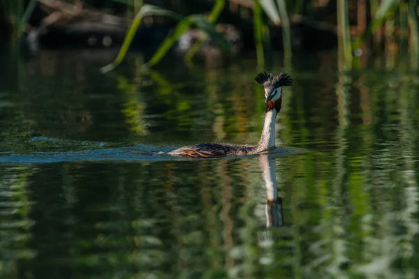 Vogel schwimmt auf Wasseroberfläche — Stockfoto
