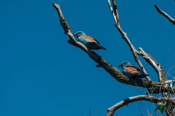 Twee blauwe vogels op boomtak — Stockfoto