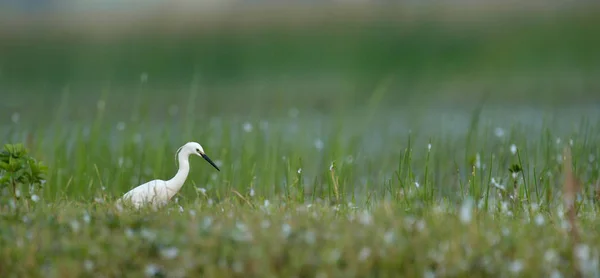 Cigogne marche dans l'herbe — Photo