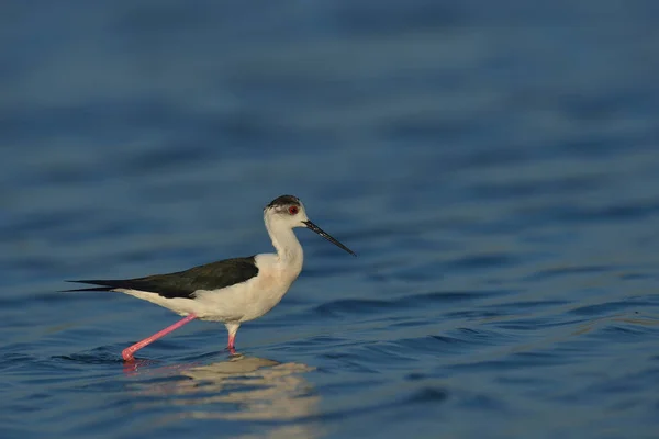 Vogel läuft im Wasser — Stockfoto