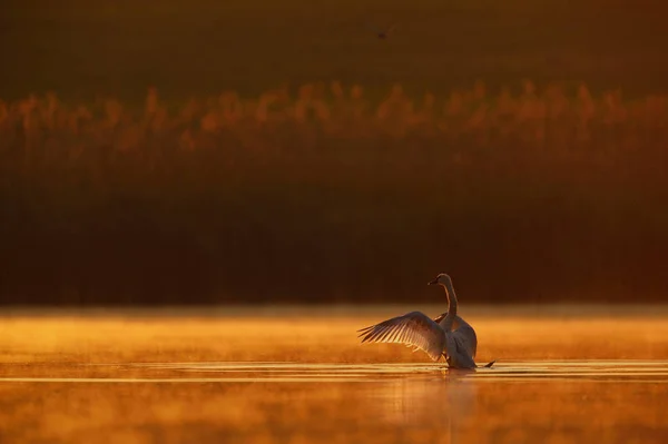 Cygne à la surface de l'eau au coucher du soleil — Photo