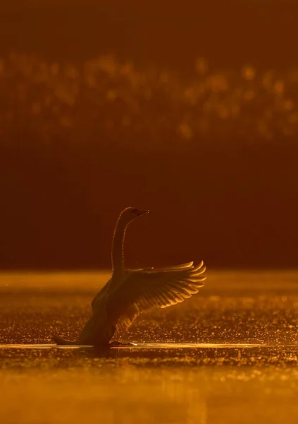 Лебедь на поверхности воды на закате — стоковое фото
