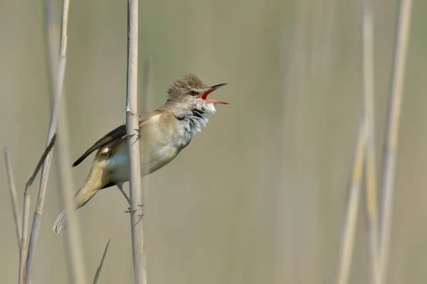 Pájaro gritando en rama arbustos —  Fotos de Stock