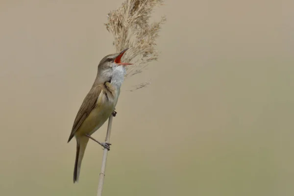 Pájaro gritando en rama arbustos — Foto de Stock