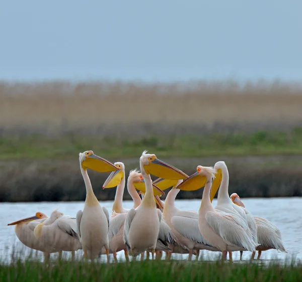 Pelikane stehen im Wasser — Stockfoto