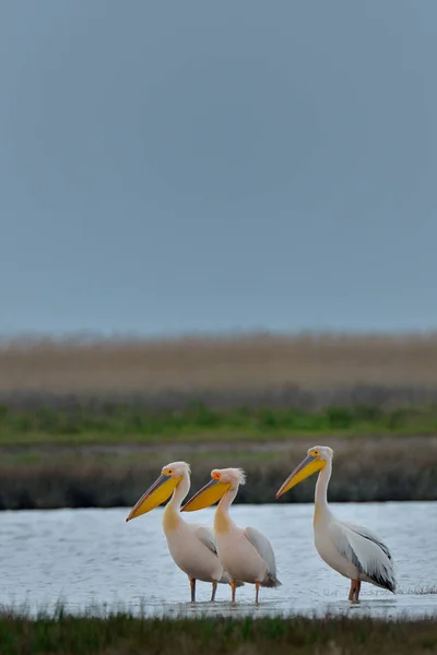 Pelikane stehen im Wasser — Stockfoto