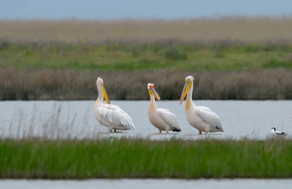 Кучка пеликанов, стоящих в воде — стоковое фото
