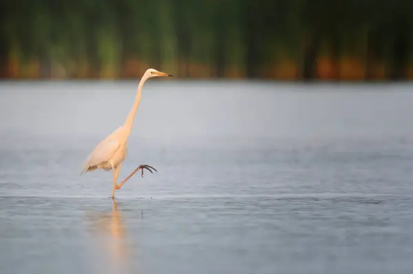 Reiher läuft im Wasser — Stockfoto