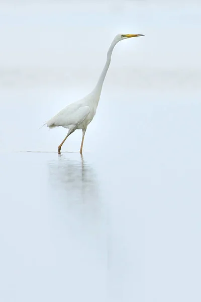 Heron andando na água — Fotografia de Stock